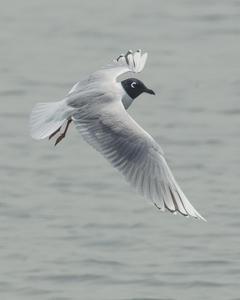 Saunders's Gull