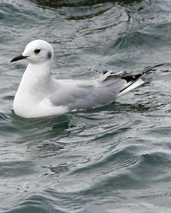 Bonaparte's Gull