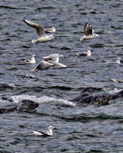 Bonaparte's Gull