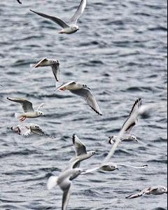 Bonaparte's Gull