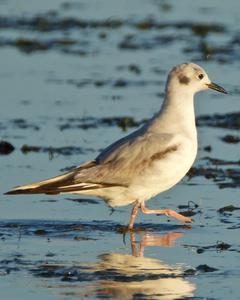 Bonaparte's Gull