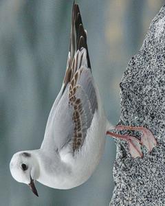 Bonaparte's Gull