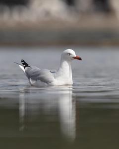 Silver Gull (Silver)