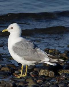 Mew Gull (American)