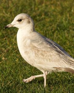 Mew Gull (American)