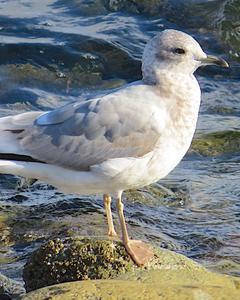 Mew Gull (American)