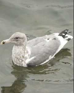 Herring x Glaucous-winged Gull (hybrid)