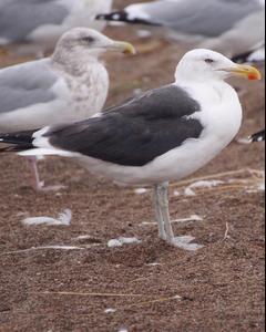 Herring x Kelp Gull (hybrid)
