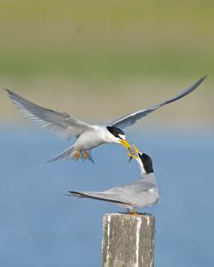 Least Tern (California)