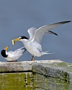Least Tern (Atlantic)