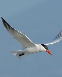 Caspian Tern