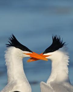 Royal Tern (American)