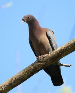 Red-billed Pigeon