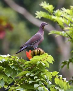Plain Pigeon