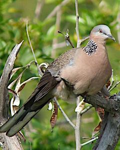 Spotted Dove