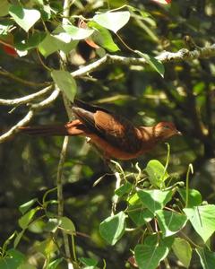 Ruddy Cuckoo-Dove