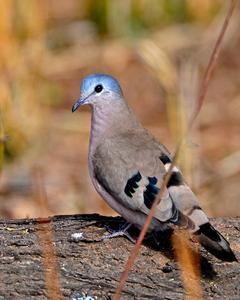 Emerald-spotted Wood-Dove