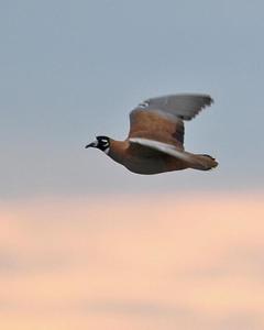 Flock Bronzewing