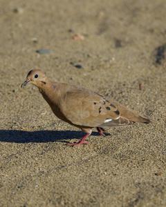 Zenaida Dove