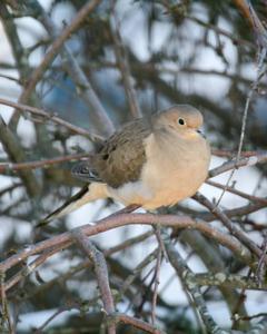 Mourning Dove