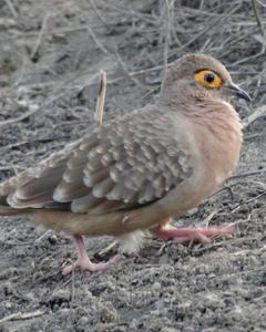 Bare-eyed Ground Dove