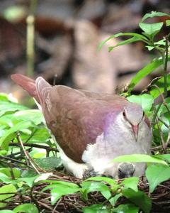Violaceous Quail-Dove