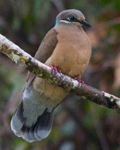 White-eared Brown-Dove