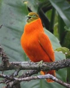 Orange Dove