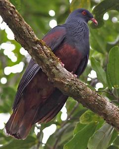 New Caledonian Imperial-Pigeon