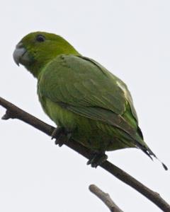Green Racquet-tail