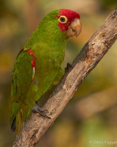 Red-masked Parakeet