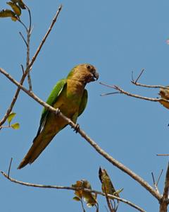 Brown-throated Parakeet (Brown-throated)