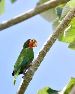 Cuban Parrot (Cuban)