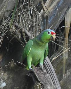 Red-lored Parrot