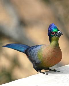 Purple-crested Turaco