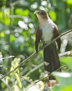 Squirrel Cuckoo (Amazonian)