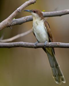 Black-billed Cuckoo