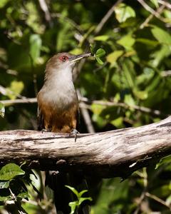 Puerto Rican Lizard-Cuckoo