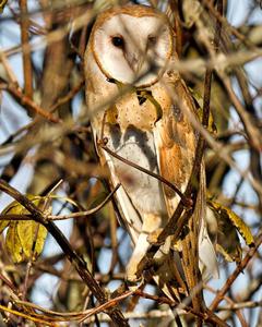 Barn Owl (American)