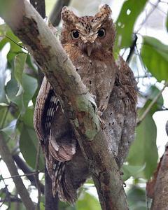 Sokoke Scops-Owl