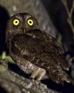 Ryukyu Scops-Owl