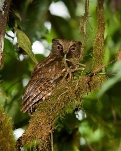 Rufescent Screech-Owl