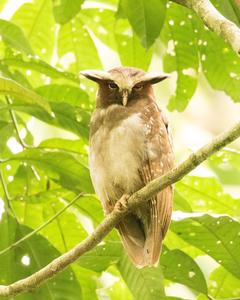 Crested Owl