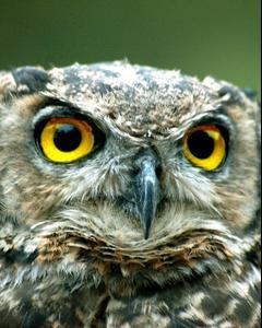 Great Horned Owl (Magellanic)
