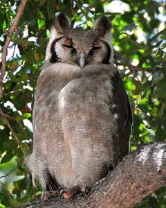 Verreaux's Eagle-Owl