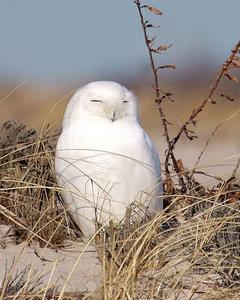 Snowy Owl