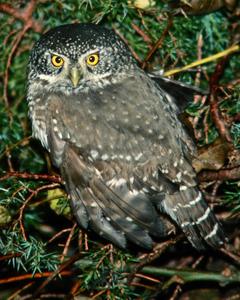 Eurasian Pygmy-Owl