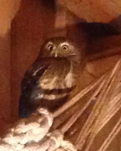 Andean Pygmy-Owl