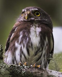 Tamaulipas Pygmy-Owl