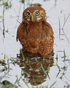 Ferruginous Pygmy-Owl (Ferruginous)